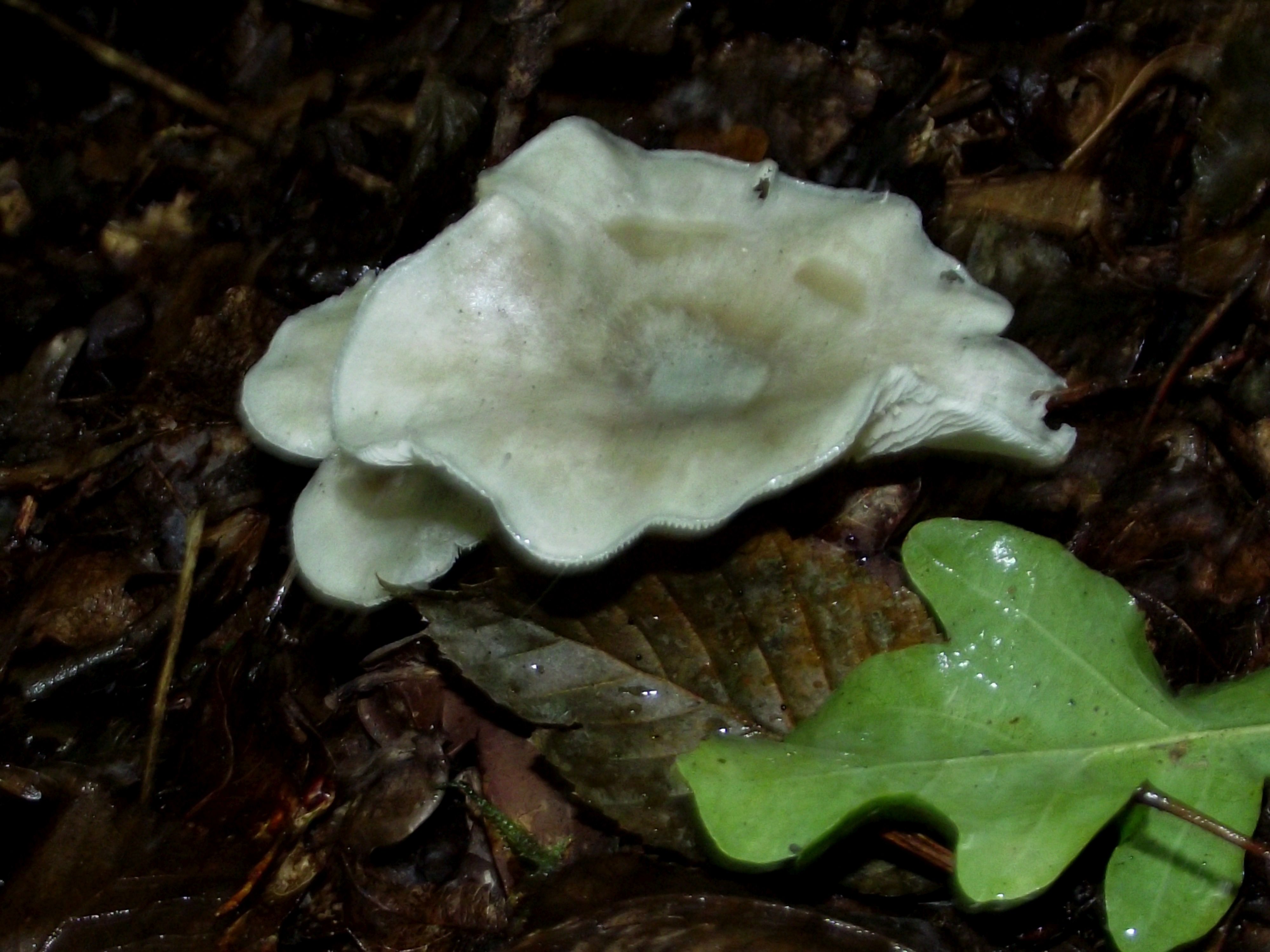 Grüner Anistrichterling